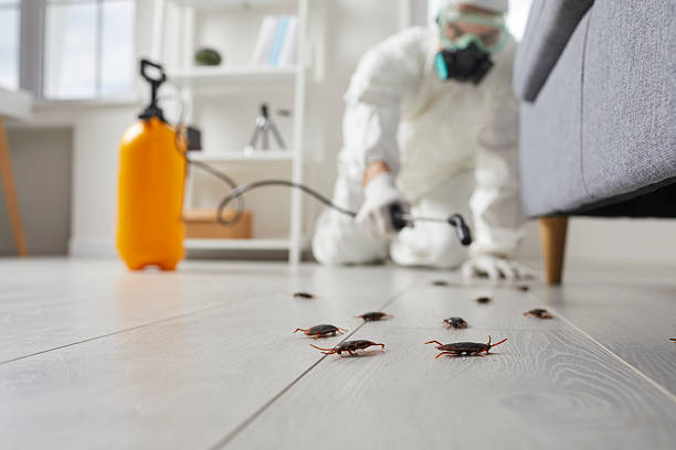 Commercial Kitchen Cockroach Control in Chevy Chase View